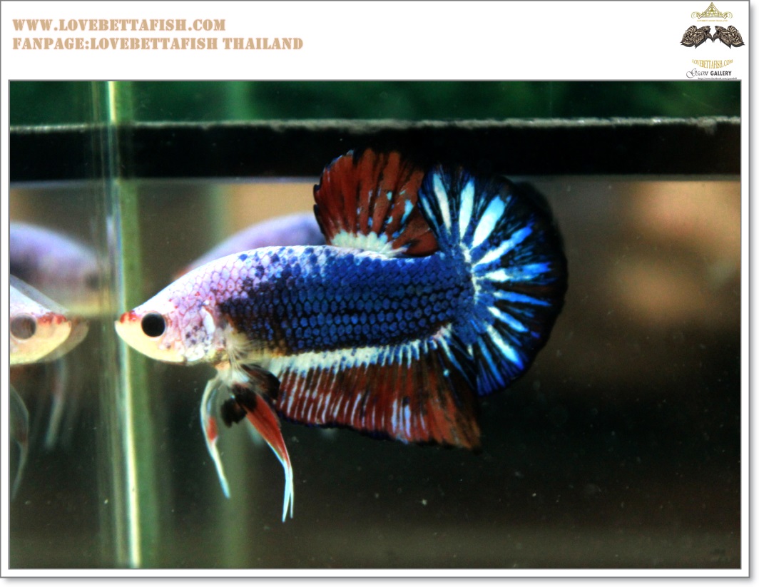 คัดเกรดปลากัดครีบสั้น-Halfmoon Plakat Fancy Dragon