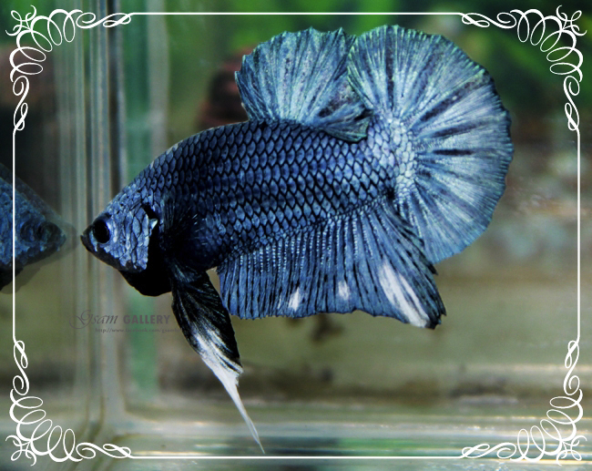 (ขายแล้วครับ)"คัดเกรด"ปลากัดครีบสั้นแฟนซีน้ำเงิน-Fancy Blue Halfmoon Plakats