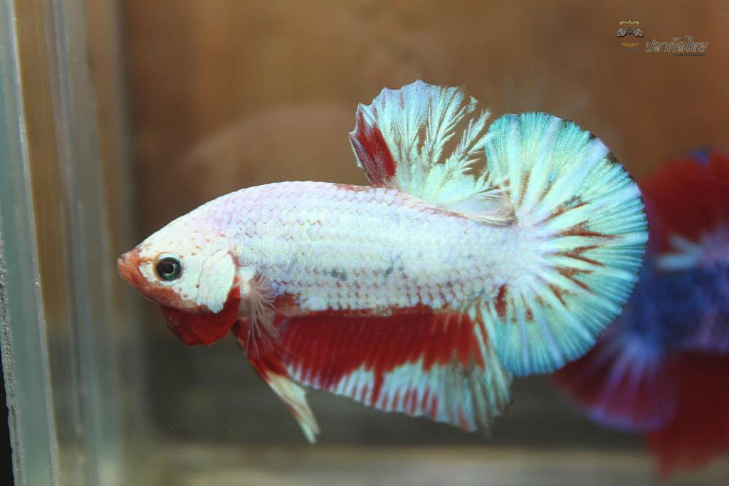 ปลากัดคัดเกรดครีบสั้น - Halfmoon Plakad Fancy Dragon Premium Quality Grade