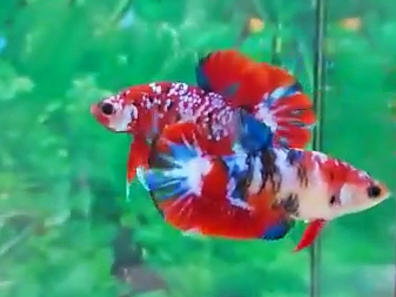 ปลากัดครีบสั้นคัดเกรดพ่อพันธุ์แม่พันธุ์พร้อมผสม“Facny Red Galaxy Koi 1 คู่”- Halfmoon Plakad Fancy Red Galaxy Koi Colors Premium Quality Grade