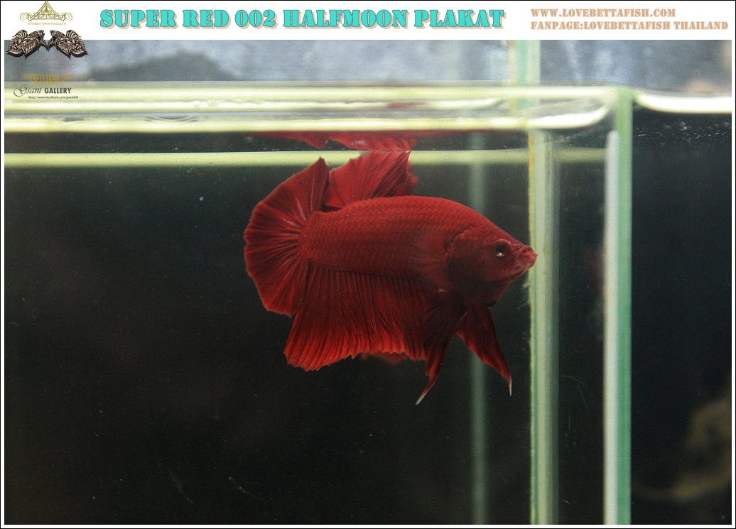 (ขายแล้วครับ)"คัดเกรด"ปลากัดครีบสั้น-Halfmoon Plakats Super Red 002