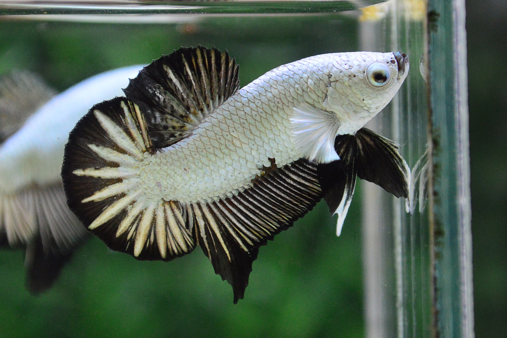มังกรดำปลากัดคัดเกรดครีบสั้น - Halfmoon Plakad Black Dragon Premium Quality Grade AAA+