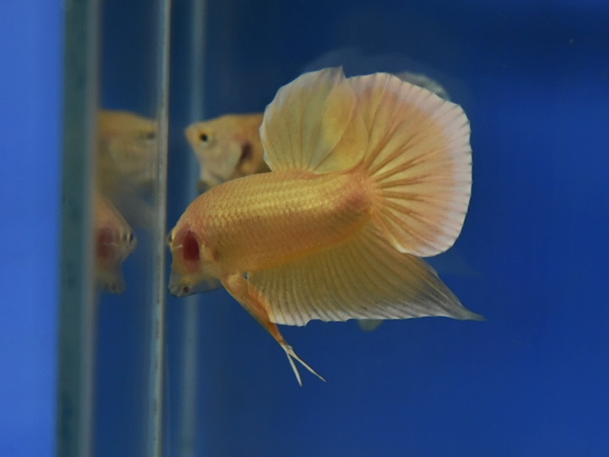 ปลากัดคัดเกรดครีบสั้น - Halfmoon Plakad Super Gold Quality Grade