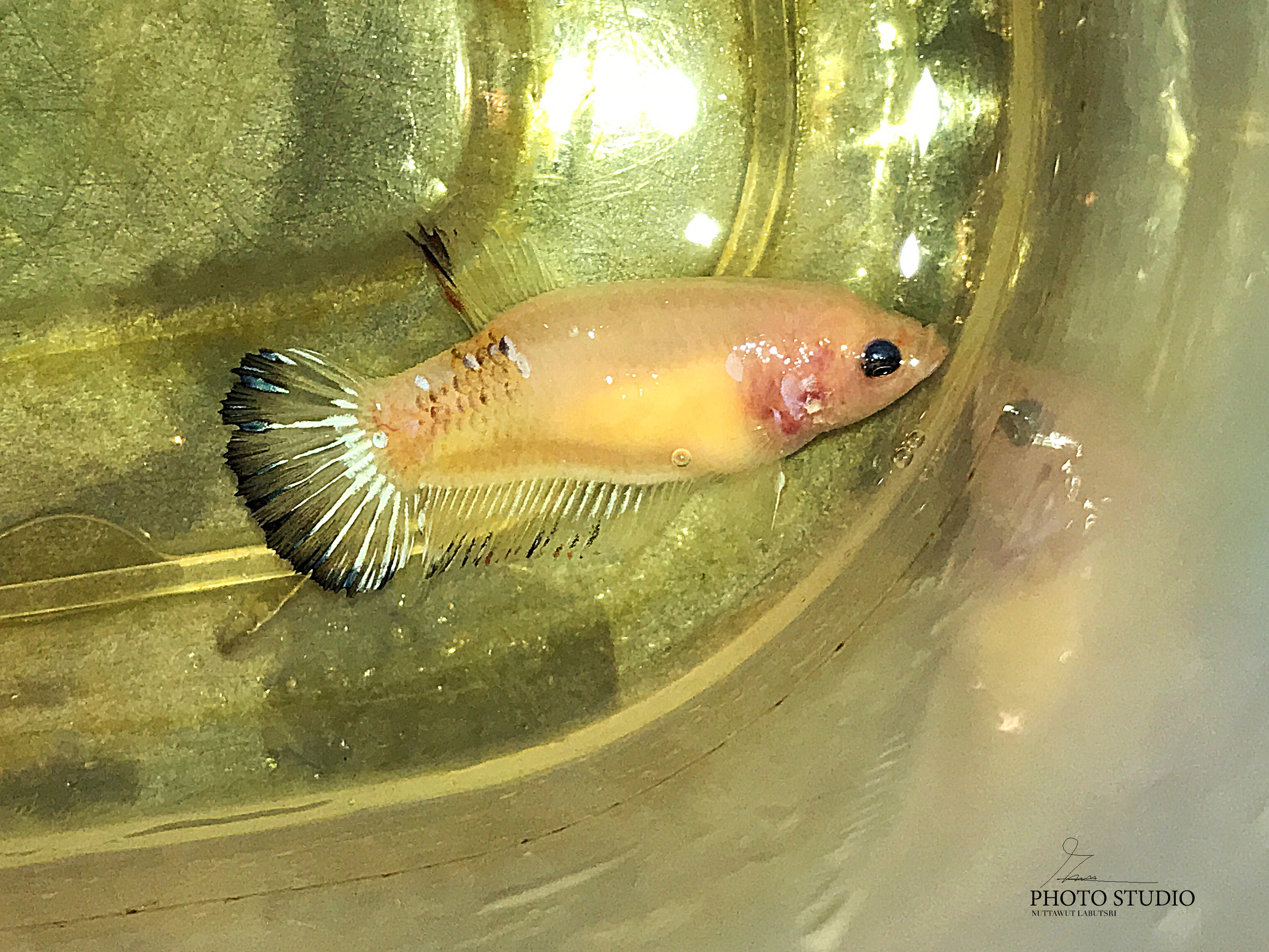 "ตัวเมียไข่เต็มท้องพร้อมผสม"ปลากัดคัดเกรดครีบสั้น - Female Halfmoon Plakad Fancy Quality Grade