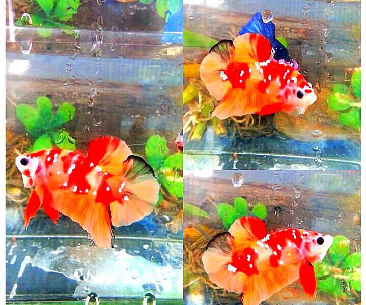 ปลากัดคัดเกรดครีบสั้นแฟนซี - Halfmoon Plakad Fancy Red Nemo Galaxy Premium Quality Grade
