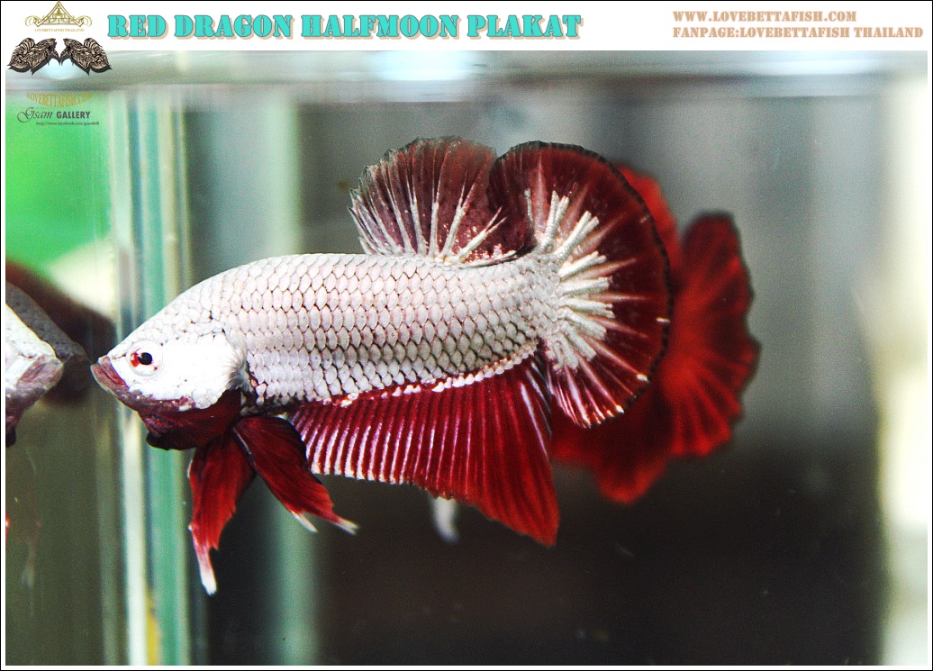"คัดเกรด"ปลากัดครีบสั้น-Halfmoon Plakats Red Dragon Quality Grade