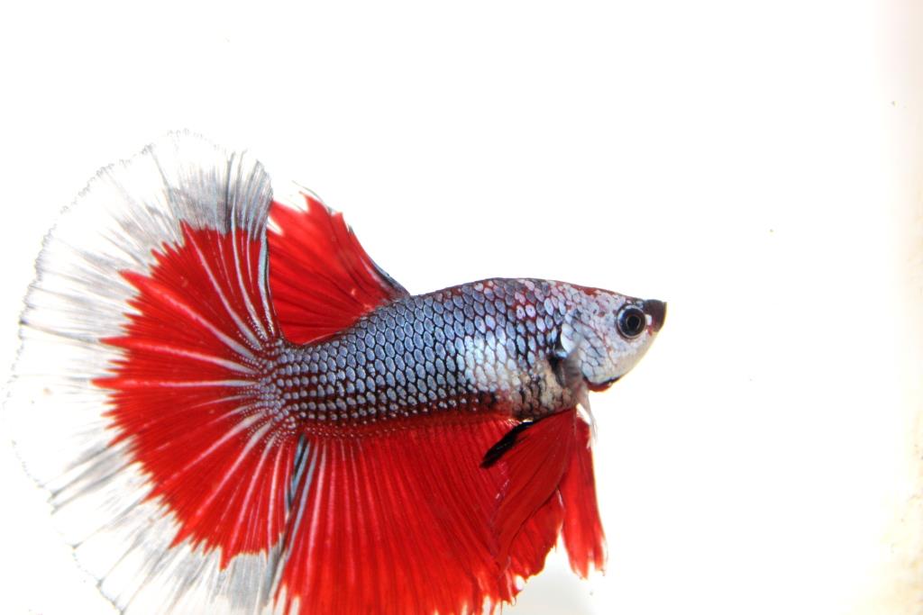 "คัดเกรดประกวด"ปลากัดครีบยาว-Halfmoon Fancy Red Butterfly Premium Quality Grade AAA+