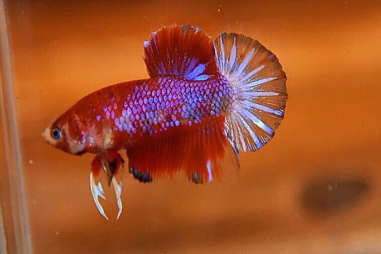 “ลายปลาคราฟ”ปลากัดคัดเกรดครีบสั้น - Halfmoon Plakad Fancy Koi Quality Grade