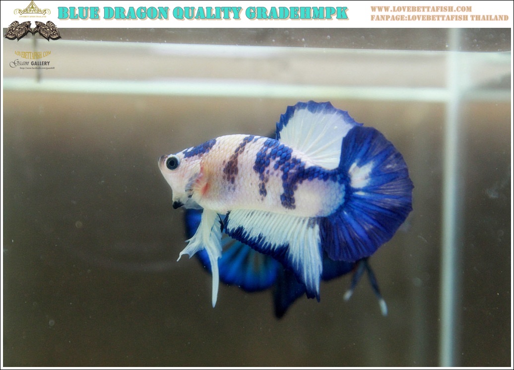 (ขายแล้วครับ)"คัดเกรด"ปลากัดครีบสั้น-Halfmoon Plakats Blue Dragon
