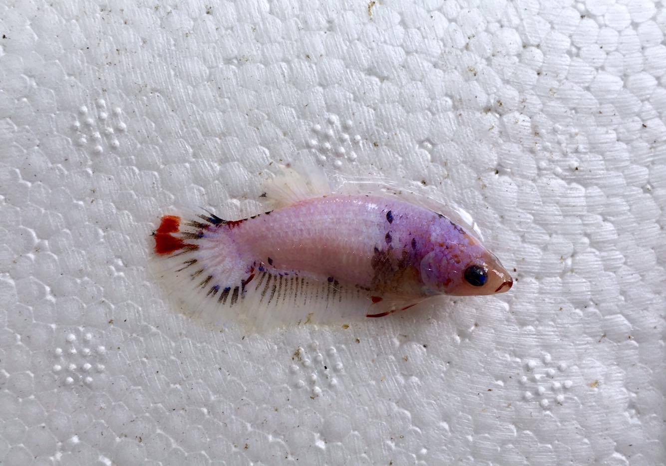 ปลากัดคัดเกรดครีบสั้นเพศเมีย - Female Halfmoon Plakad Fancy Dragon Quality Grade