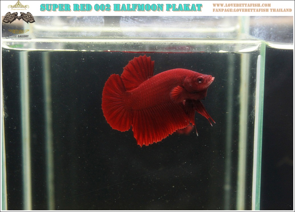 (ขายแล้วครับ)"คัดเกรด"ปลากัดครีบสั้น-Halfmoon Plakats Super Red 003