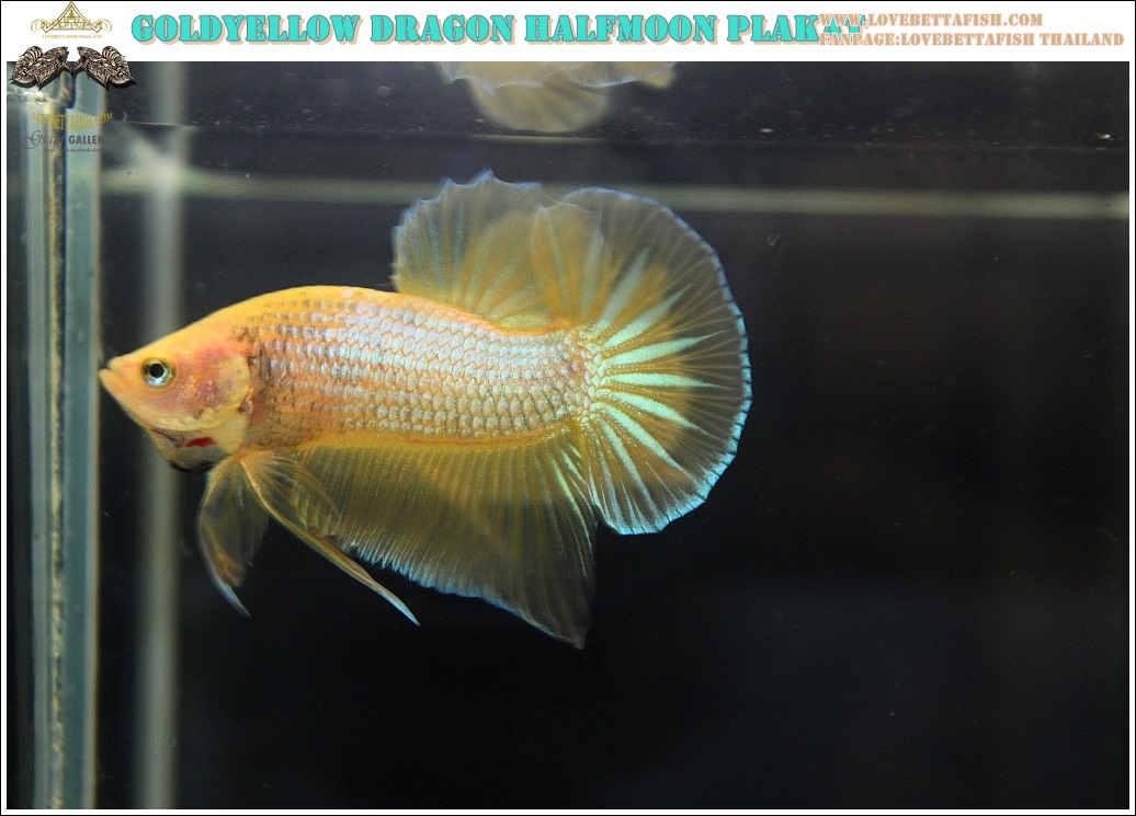 (ขายแล้วครับ)"คัดเกรด"ปลากัดครีบสั้น-Halfmoon Plakats Yellow Gold Dragon 002
