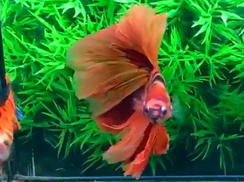 ปลากัดคัดเกรดครีบยาว - Halfmoon Fancy Fire Koi Premium Quality Grade