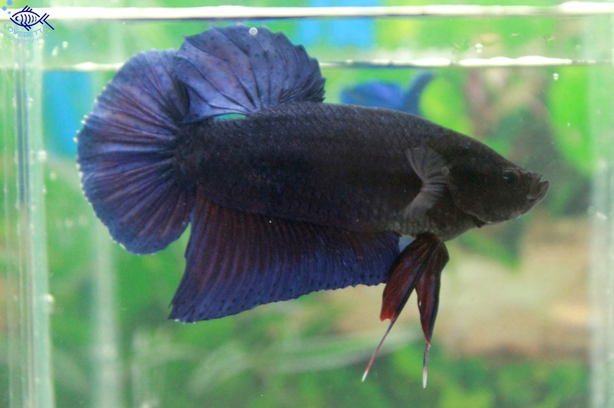 (ขายแล้วครับ)"คัดเกรด"ปลากัดยักษ์ครีบสั้น-Giant Fancy Lavender