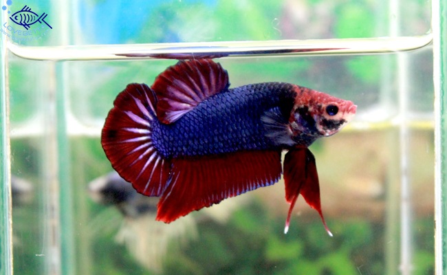 (ขายแล้วครับ)ปลากัดยักษ์ครีบสั้น-Giant Fancy