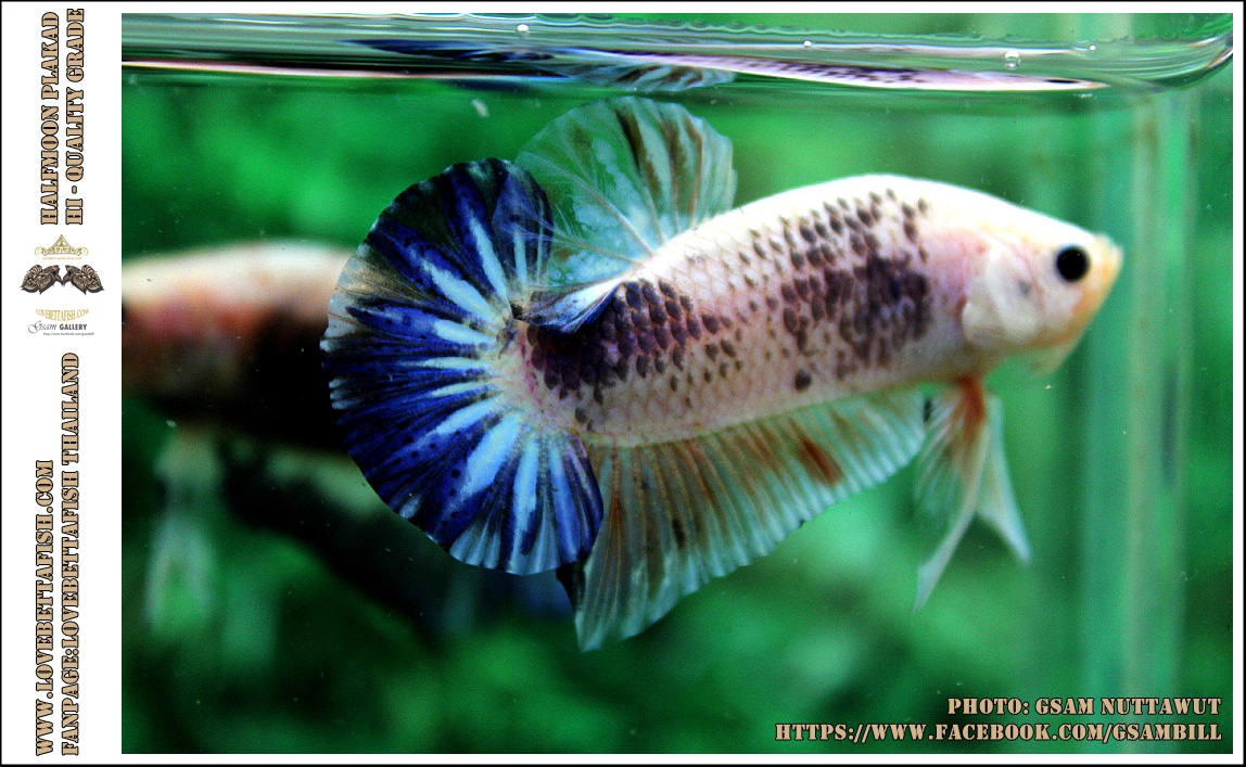 คัดเกรดปลากัดครีบสั้น-Halfmoon Plakad Fancy Dragon