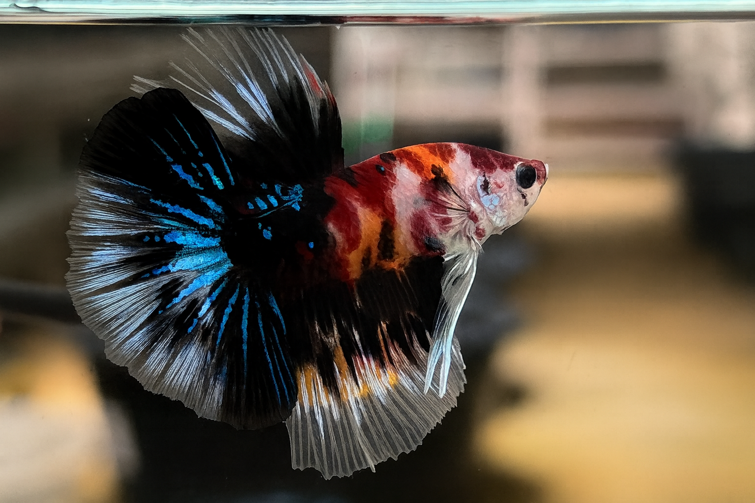 ปลากัดคัดเกรดครีบยาว- Halfmoon Fancy Koi Quality Grade