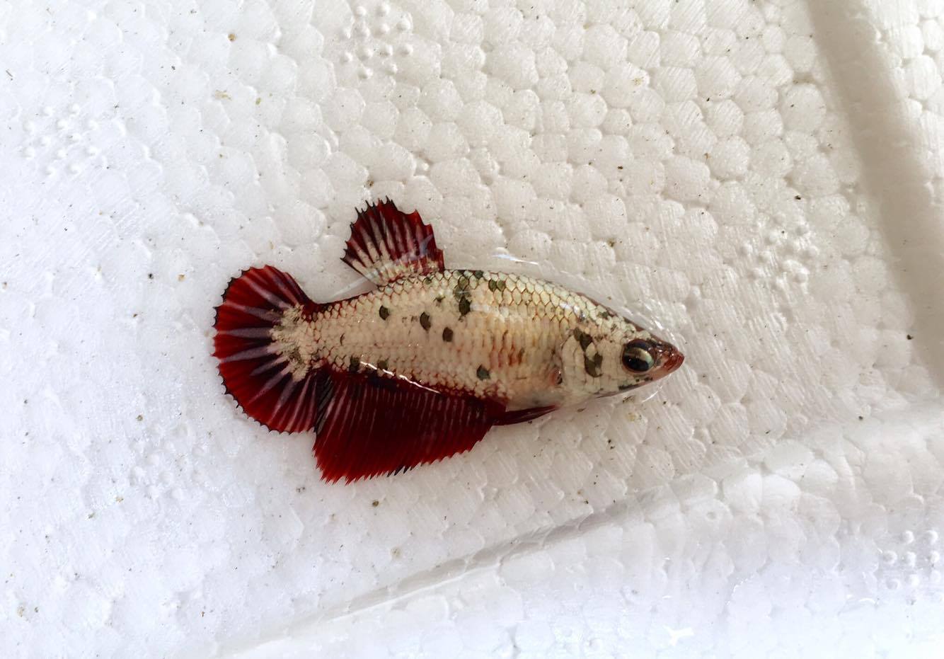 ปลากัดคัดเกรดครีบสั้นเพศเมีย - Female Halfmoon Plakad Fancy Dragon Quality Grade
