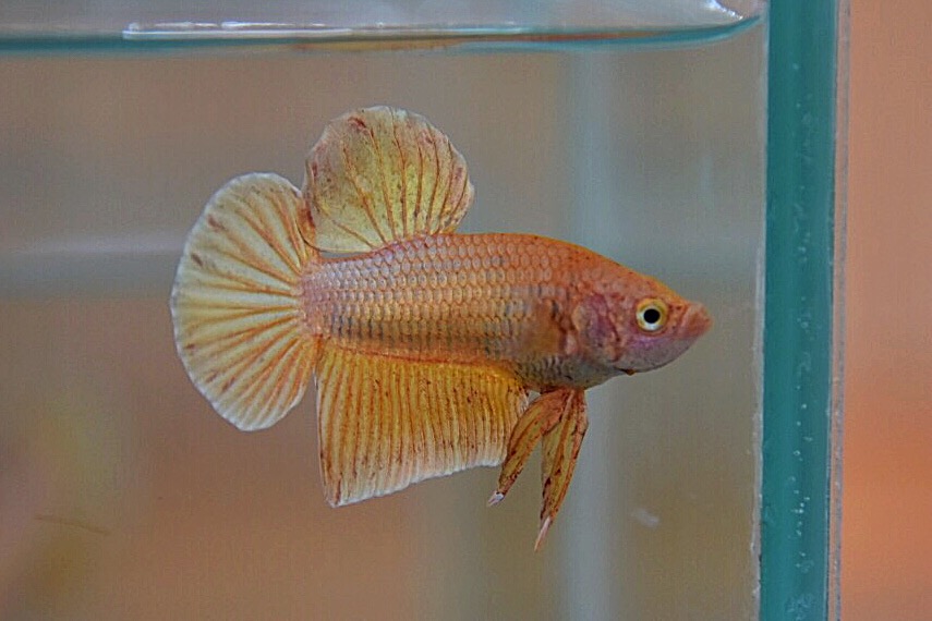 ปลากัดคัดเกรดครีบสั้น - Halfmoon Plakad Gold Quality Grade