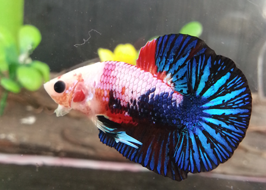 ปลากัดคัดเกรดครีบสั้น - Halfmoon Plakad Fancy Dragon Premium Quality Grade