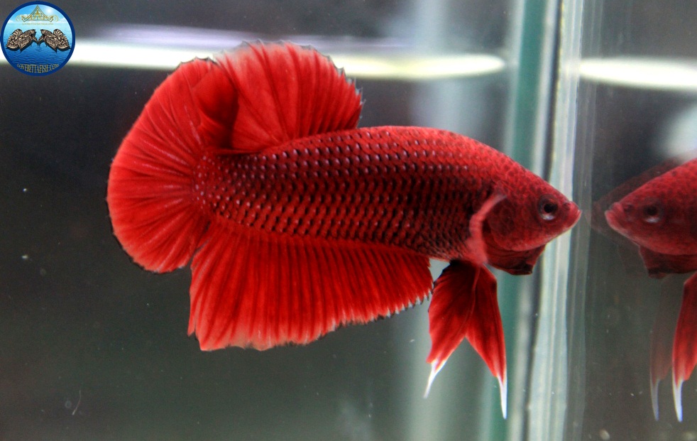 (ขายแล้วครับ)"คัดเกรด"ปลากัดครีบสั้น-Halfmoon Plakats Red