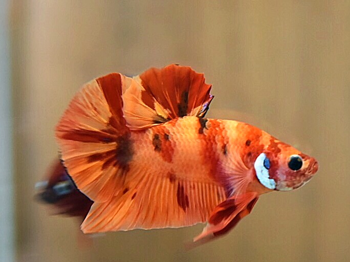 'นีโม่'ปลากัดคัดเกรดครีบสั้น - Halfmoon Plakad Fancy Nemo Premium Quality Grade