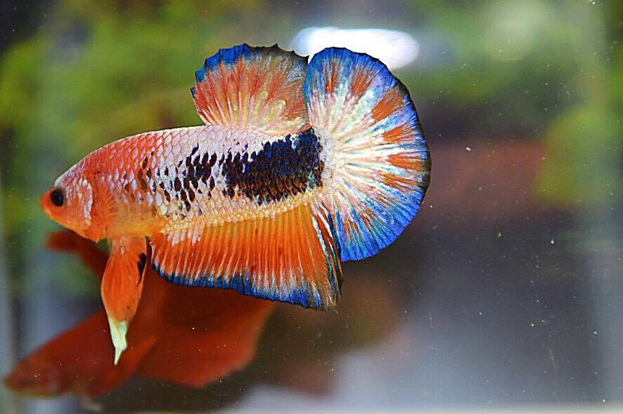 (เกรดพ่อพันธุ์)ปลากัดคัดเกรดครีบสั้น - Halfmoon Plakad Fancy Dragon Premium Quality Grade AAA+