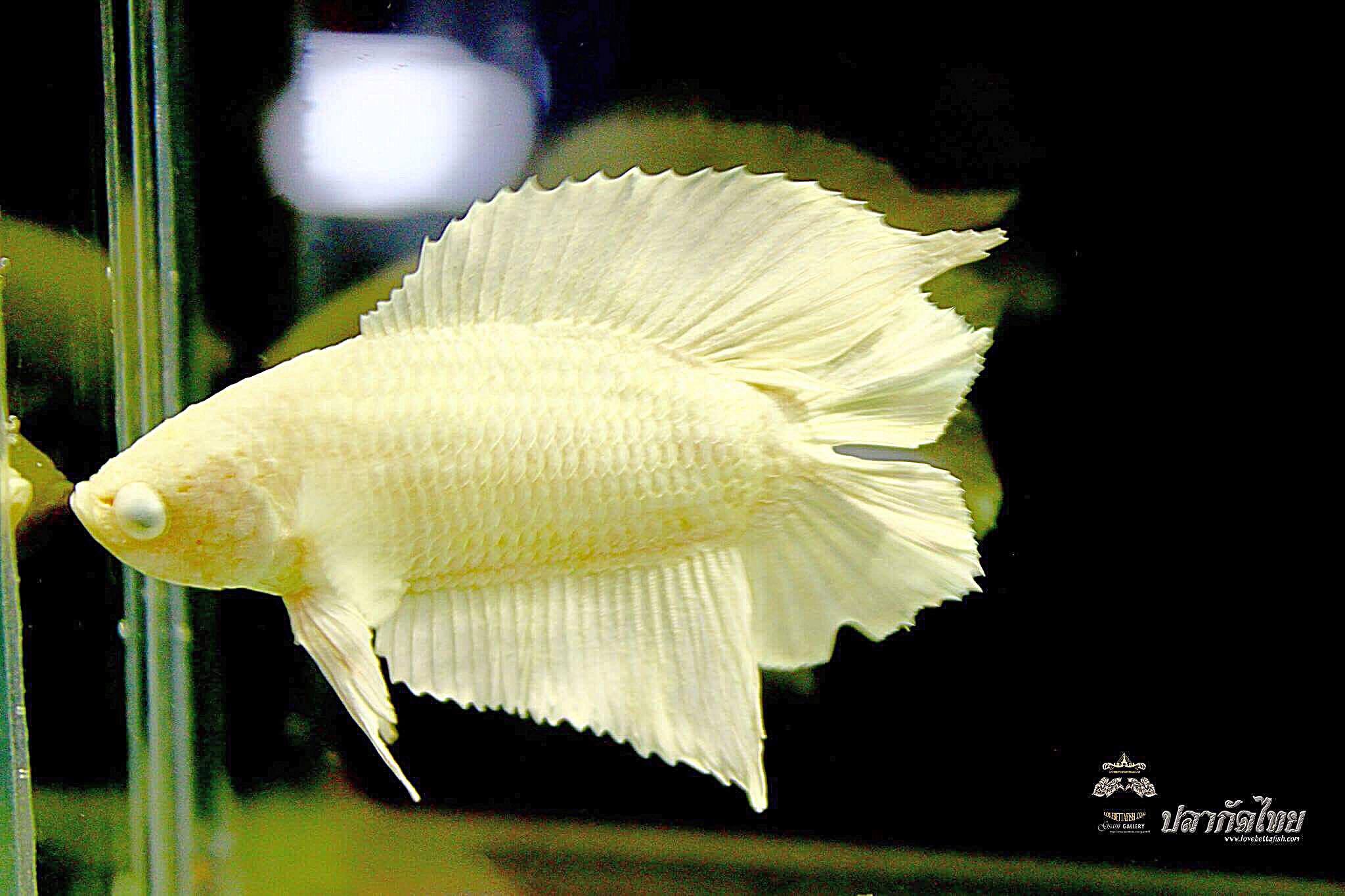 "คัดเกรด"ปลากัดครีบสั้นหางคู่-Double Tails White platinum Quality Grade