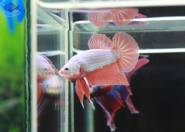 (ขายแล้วครับ)ปลากัดครีบสั้น - Orenge Dragon Halfmoon Plakats