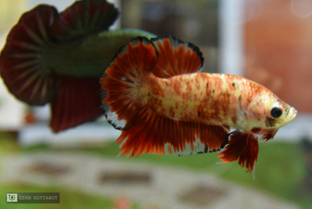 ปลากัดคัดเกรดครีบสั้น - Halfmoon Plakad Red Koi Marble Quality Grade