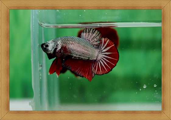 ปลากัดครีบสั้น - Fancy Halfmoon Plakats