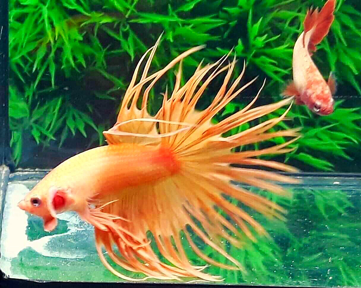 ปลากัดครีบยาวหางมงกุฎ-Crowntails Yellow Colors Premium Quality Grade