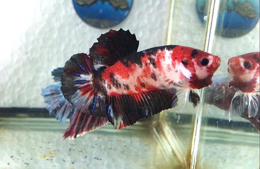 ปลากัดยักษ์คัดเกรดครีบสั้น - Giant Halfmoon Plakad Red koi Galaxy Quality Grade