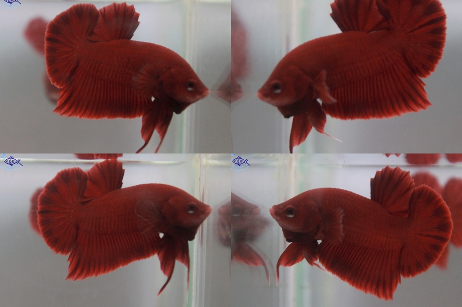 (ขายแล้วครับ)"คัดเกรด"ปลากัดครีบสั้น-Halfmoon Plakats Super Red
