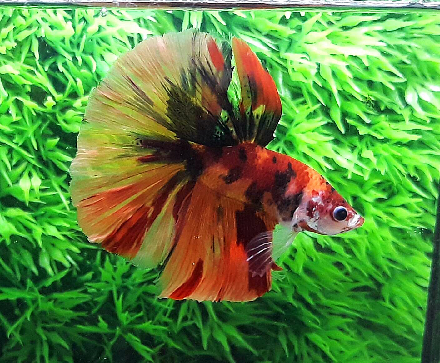 ปลากัดคัดเกรดครีบยาว - Halfmoon Fancy Koi Premium Quality Grade AAA+
