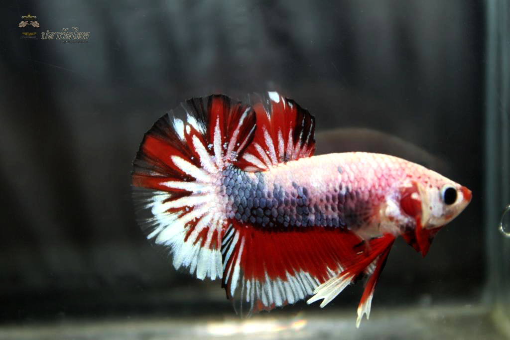 ปลากัดคัดเกรดครีบสั้น - Halfmoon Plakad Fancy Dragon Premium Quality Grade