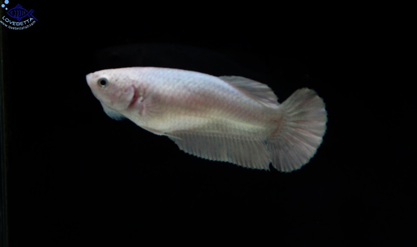(ขายแล้วครับ)"คัดเกรด"ปลากัดครีบสั้นตัวเมีย-Halfmoon Plakats Female White Platinum