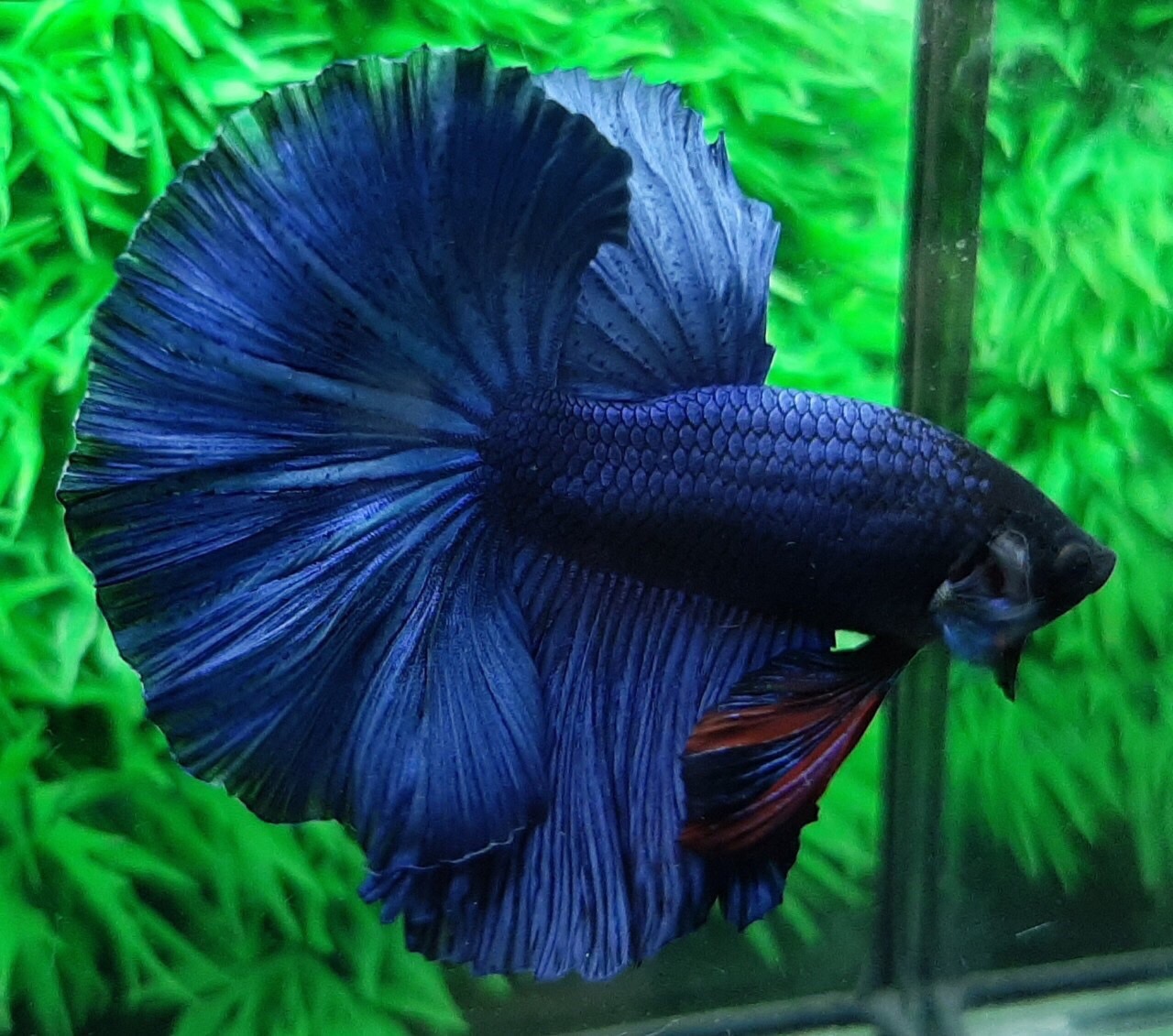 ปลากัดคัดเกรดครีบยาว - Halfmoon Super Blue Platinum Premium Quality Grade