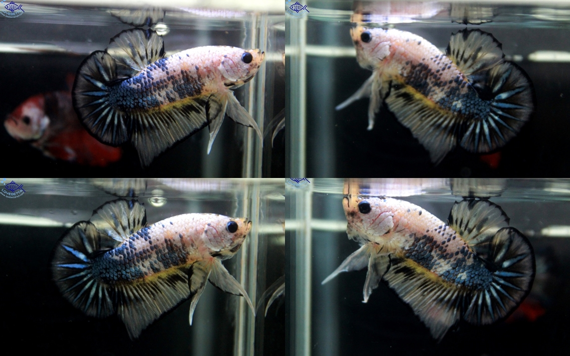 (ขายแล้วครับ)"คัดเกรด"ปลากัดครีบสั้น-Halfmoon Plakats Fancy Yellow