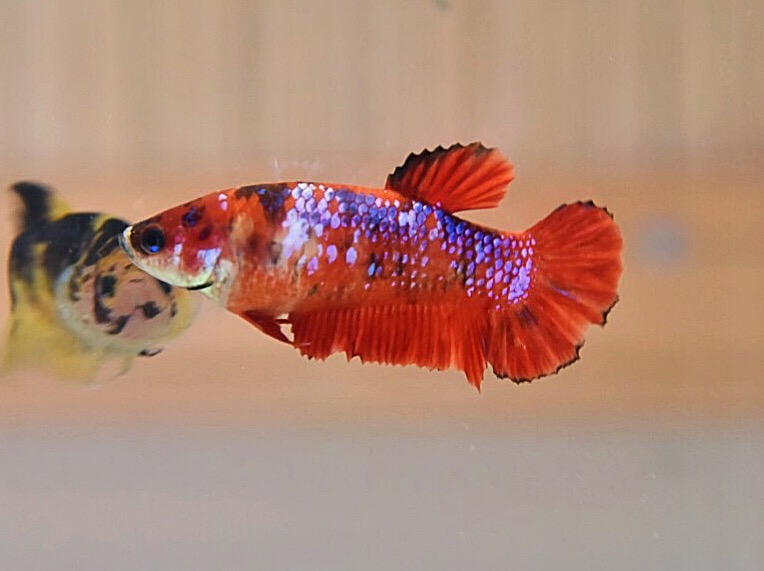 ปลากัดคัดเกรดครีบสั้นแฟนซี"ตัวเมีย" - Female Halfmoon Plakad Fancy Premium Quality Grade
