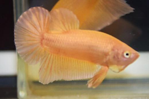 ปลากัดคัดเกรดครีบสั้น - Halfmoon Plakad Super Gold Premium Quality Grade 1.