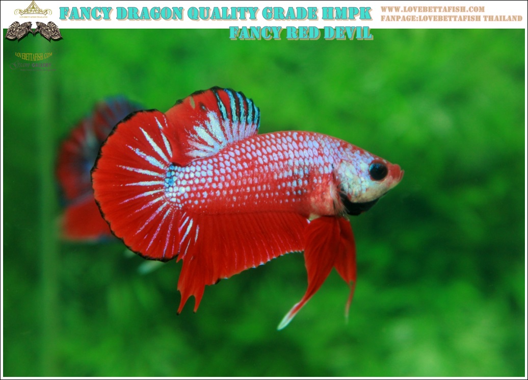 (ขายแล้วครับ)"คัดเกรด"ปลากัดครีบสั้น-Halfmoon Plakats Fancy Dragon Red Devil