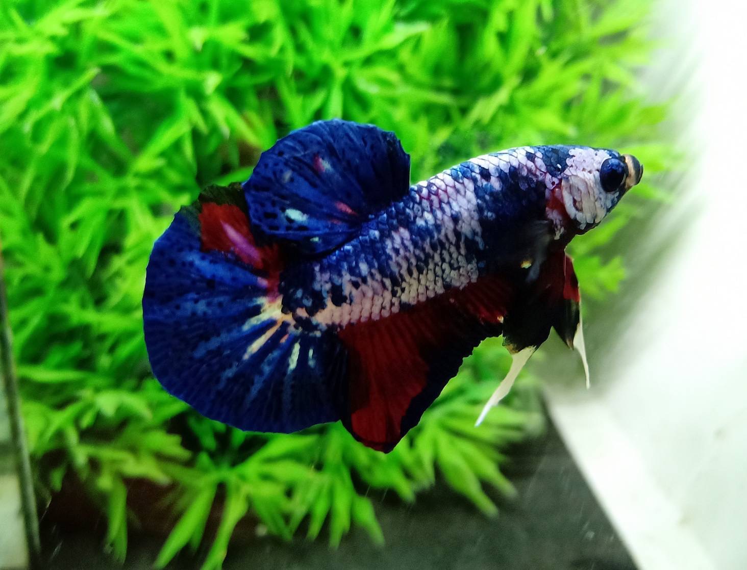 ปลากัดคัดเกรดครีบสั้น - Halfmoon Plakad Fancy Dragon Premium Quality Grade
