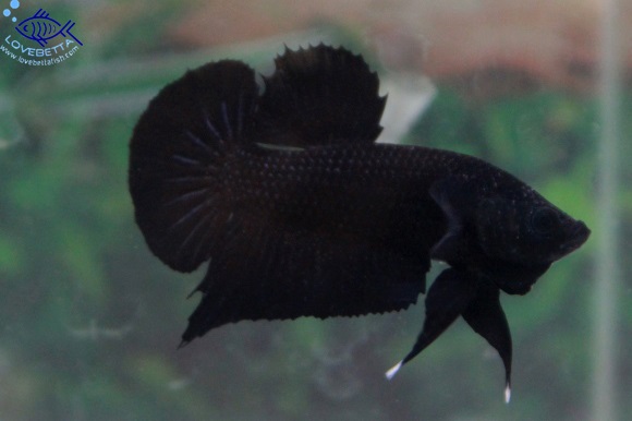 (ขายแล้วครับ)"คัดเกรด"ปลากัดครีบสั้น-Halfmoon Plakats Super Black