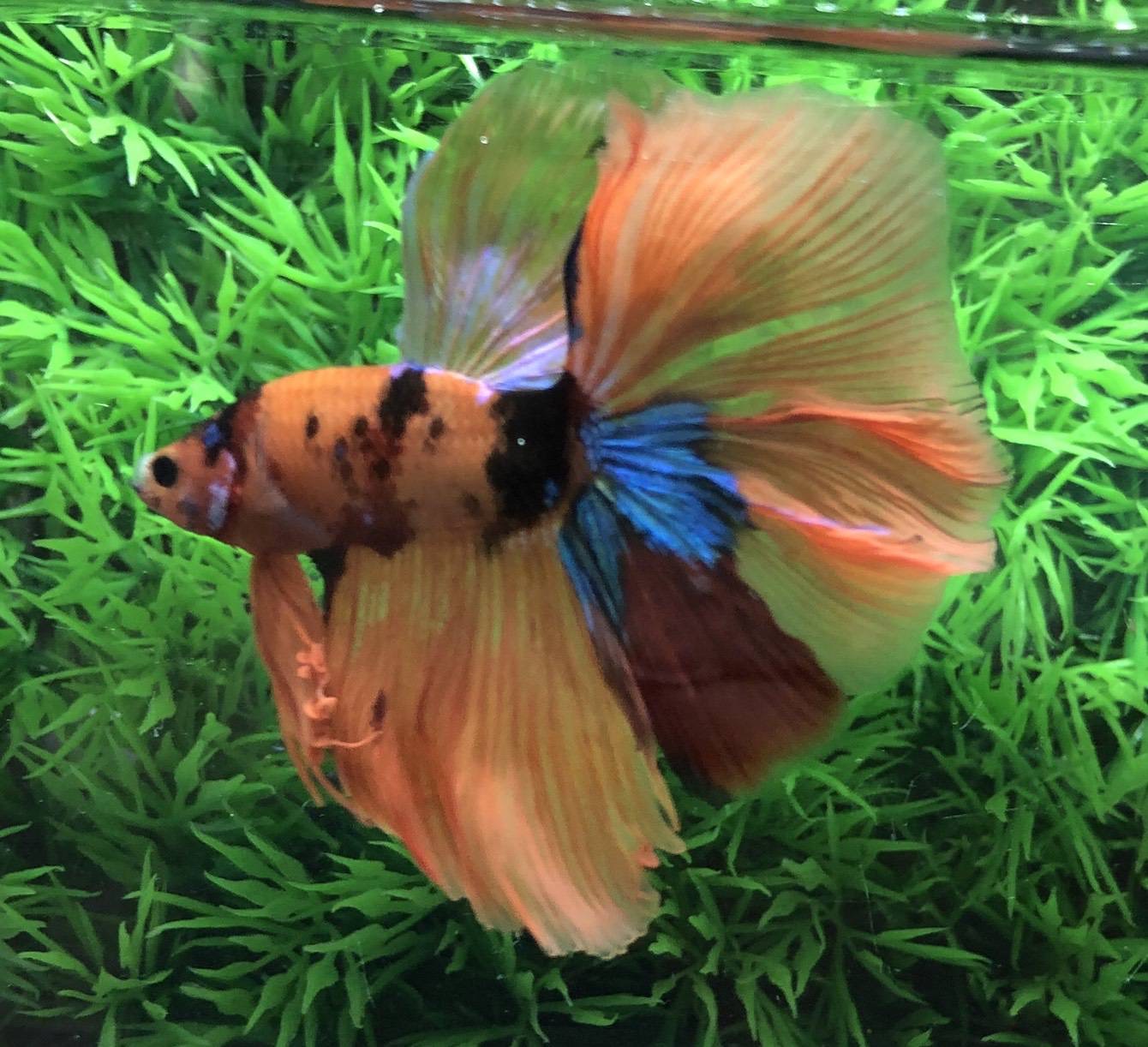 ปลากัดคัดเกรดครีบยาว - Halfmoon Fancy Koi Candy Premium Quality Grade