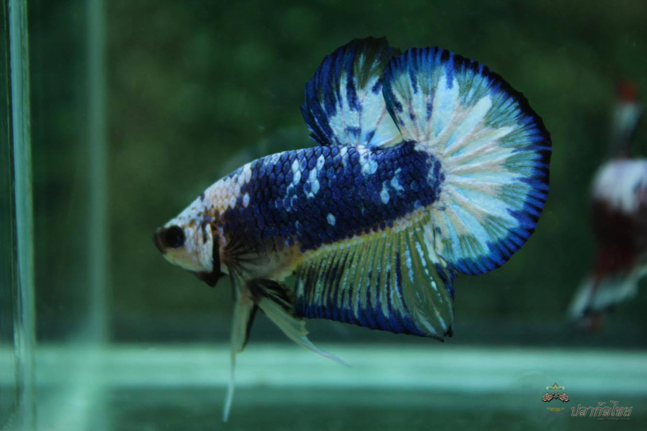 ปลากัดคัดเกรดครีบสั้น - Halfmoon Plakad Fancy Dragon Quality Grade