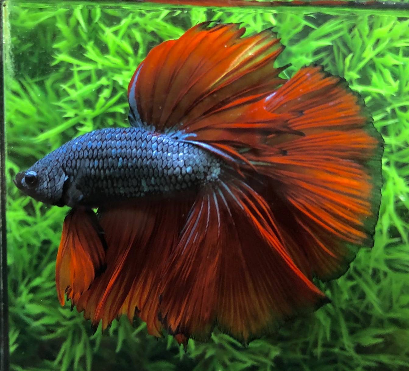 ปลากัดคัดเกรดครีบยาว - Halfmoon Fancy Dragon Premium Quality Grade