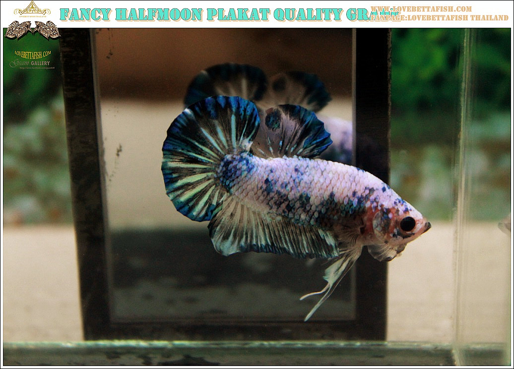 ปลากัดครีบสั้น-Halfmoon Plakat Fancy