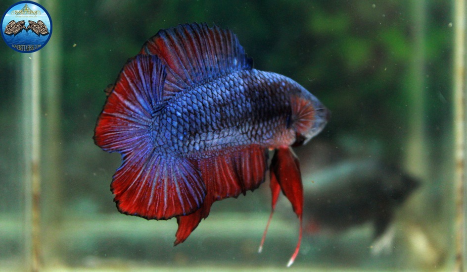 (ขายแล้วครับ)"คัดเกรด"ปลากัดครีบสั้น-Halfmoon Plakats Double Tails Fancy