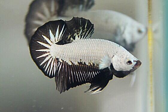 "มังกรดำคัดเกรดพ่อพันธุ์" ปลากัดคัดเกรดครีบสั้น - Halfmoon Plakad Black Dragon Premium Quality Grade